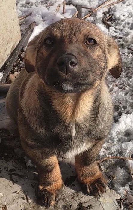 Девчонки щеночки