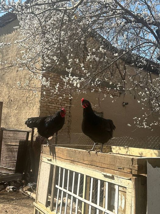 Avstralop tuhumlari donasi 10ming sõm