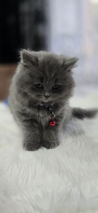Pisica British Blue