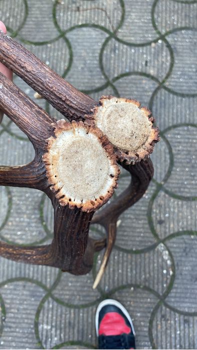 Vand coarne de cerb
