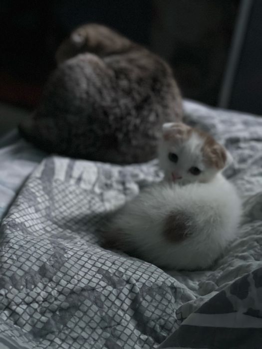 Продам котенка ,мальчик