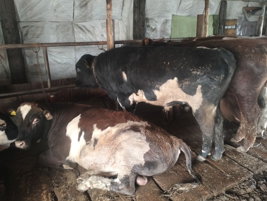 1.5 жасар бұқалар сатылады