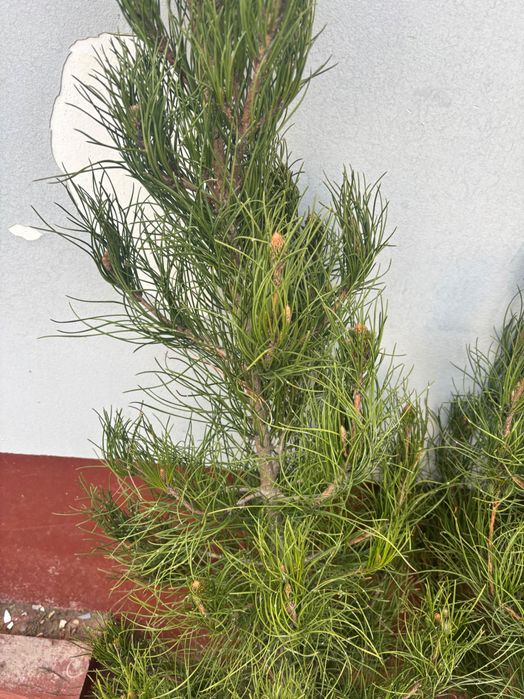 Арчалар 2026 саженцы