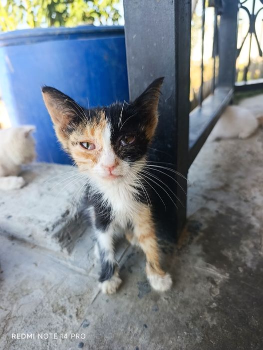 Котенок в добрые руки