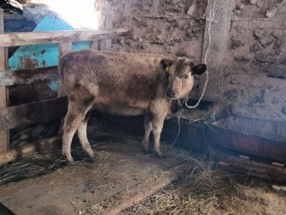 продам телку 2024 октябрь