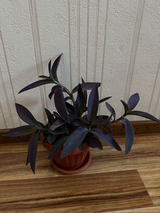 Традесканция бледная 'Purpurea'