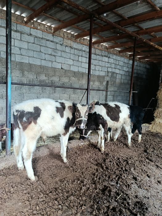 Бузаулар сатылады