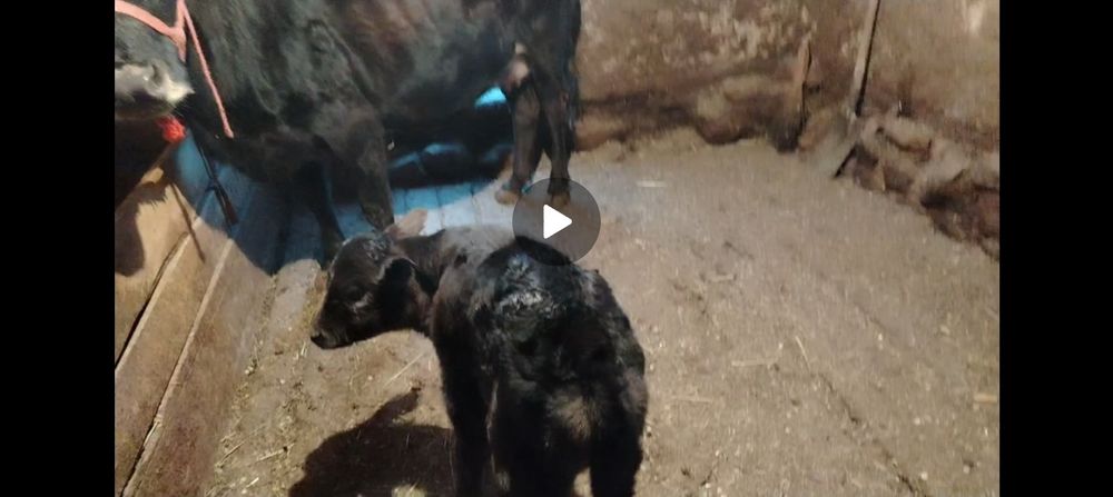 sigir 1 qorin sotiladi