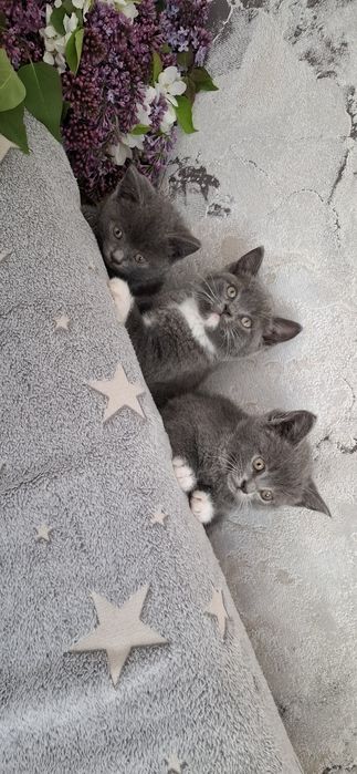 Британские котята