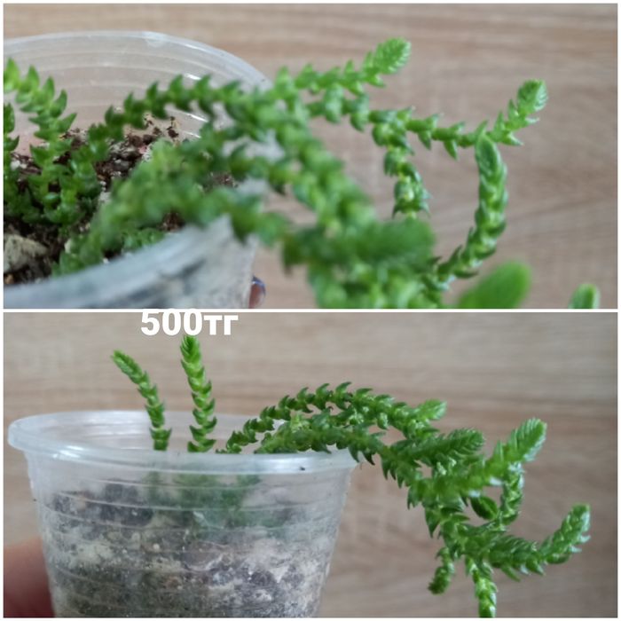 Продам комнатные цветочки