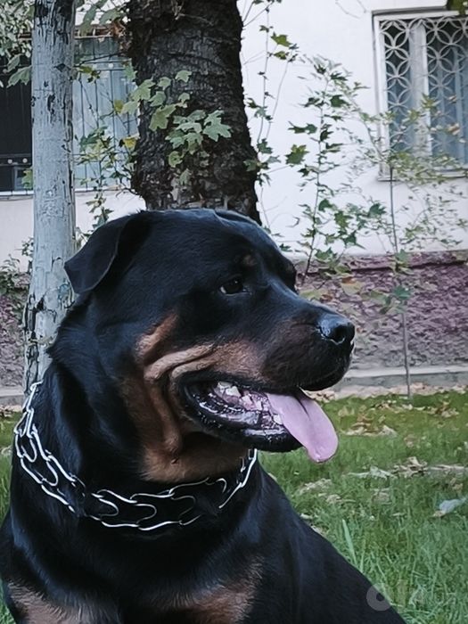 Ждём невесту в гости.
