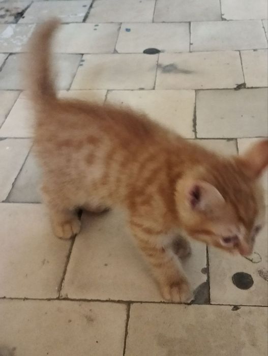 Котята,котята,котята