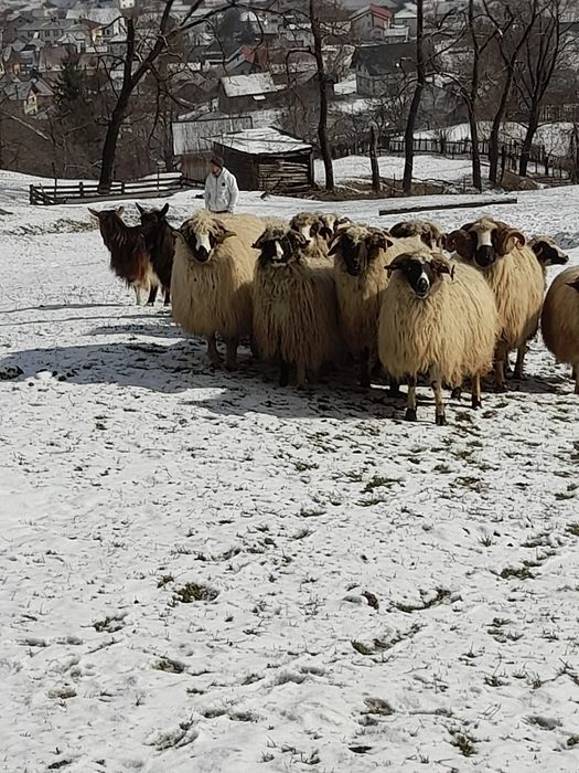 Oi bune de vânzare.