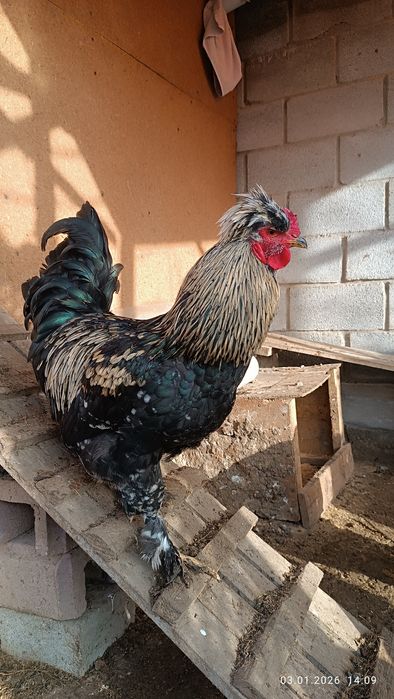 Продам петуха брама 5-6 мес