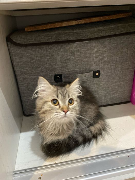 Кошечка ищет дом, срочно