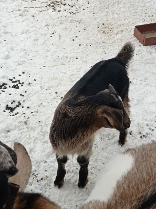 Продам козлёнка.