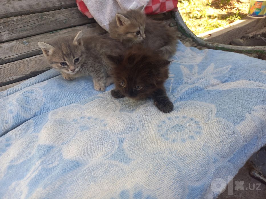 Породистая Кошка с котёнком бесплатно