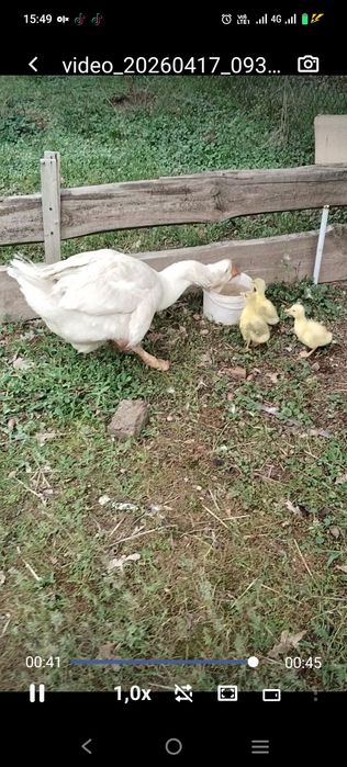 Гусыня  Халмагор помесь