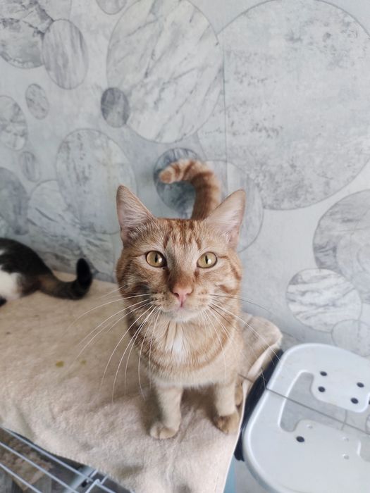 Отдам кота в добрые руки