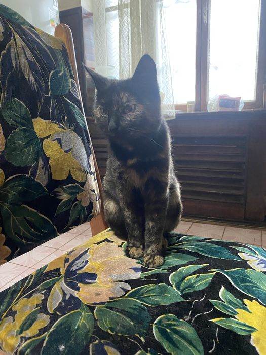 Кошка  Маруся одадим в добрый руки.