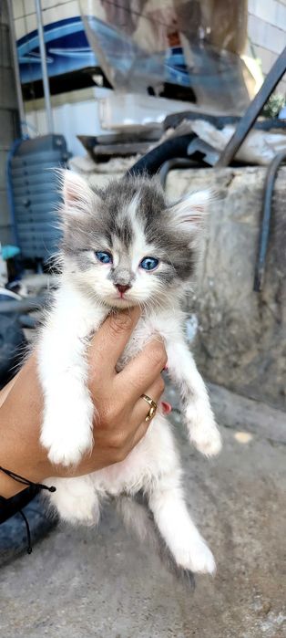 Подарявам 6 котенца