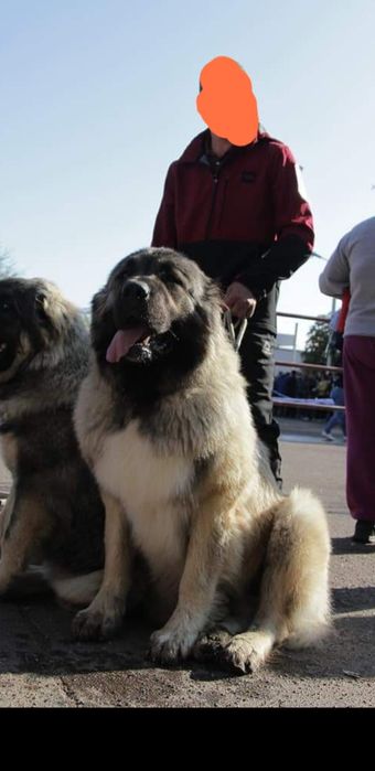 Вязка ,,Кавказец,,