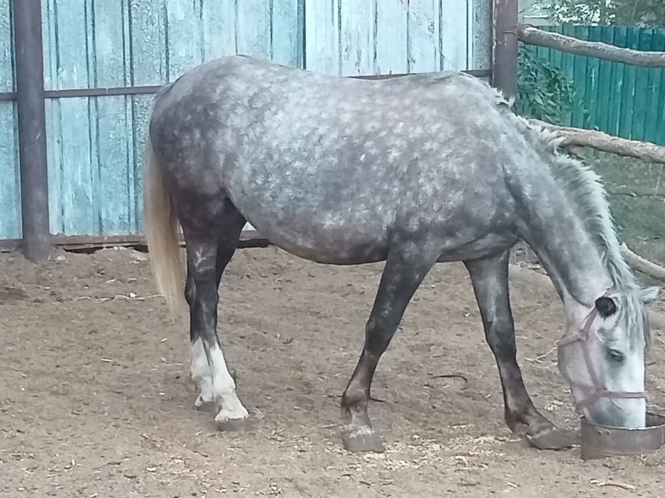 Сельхоз животные