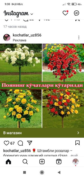 вющая.роза.. .   Штамп  роза .Жасмин