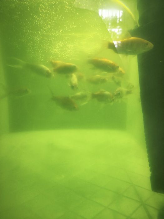 Комета. Рыбки. Продам