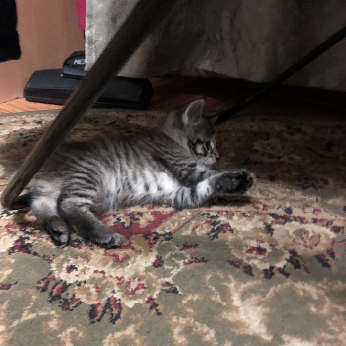 Продам котят майкуна(смесь сеамец)