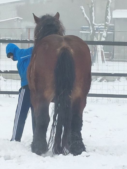 Vand armasar murg de 4 ani