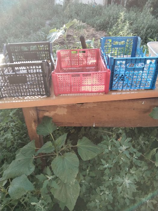 Продам пластиковые ящики