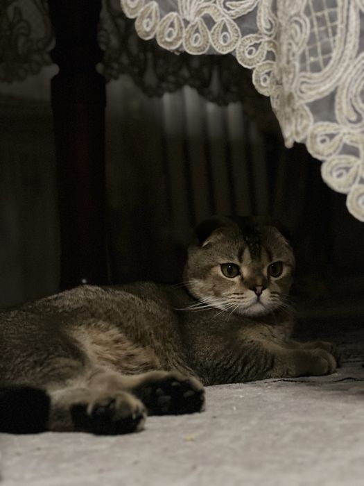 Скотиш Фолд Шотландский вислоухий