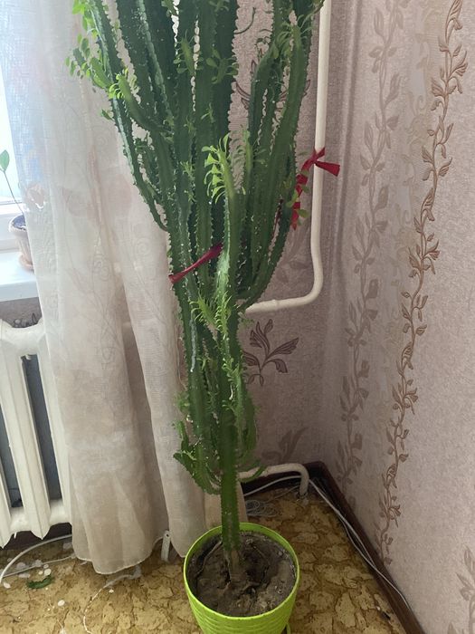 Цветы комнатные разные