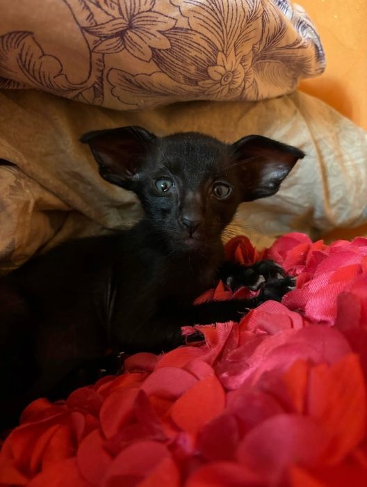 Ориентальные котята. Ориентал