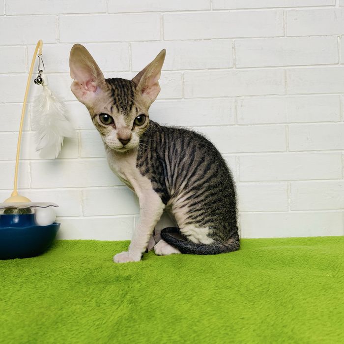 Новогоднее чудо Донской сфинкс