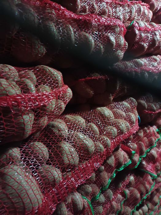 Cartofi consum şi sămânță de vânzare.