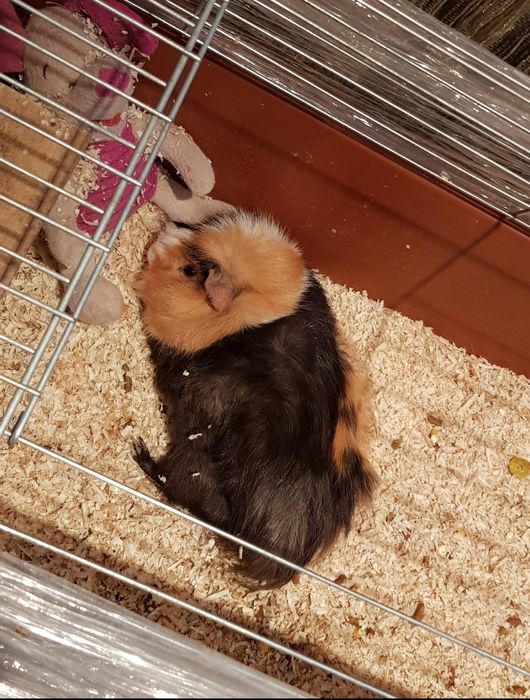 Талаш       Пилки