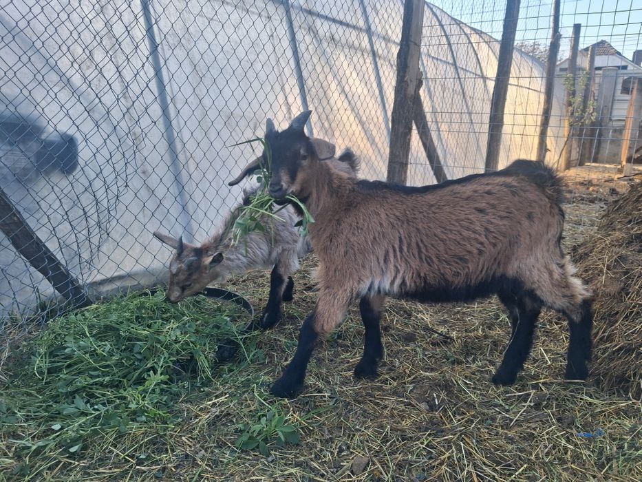 Vand sau dau la schimb iezi