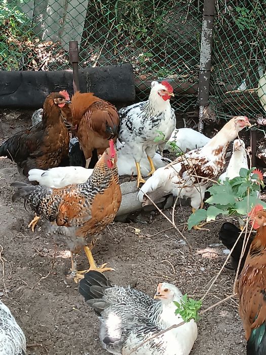 Продам курочек молодок и петушкков