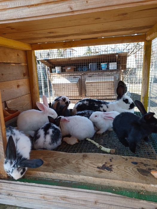 Vând iepuri rasa fluture