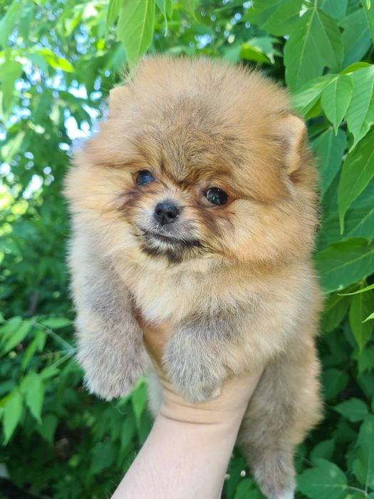 Продам щенков шпица