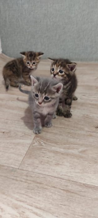 Продам котят. Две девочки и два мальчика