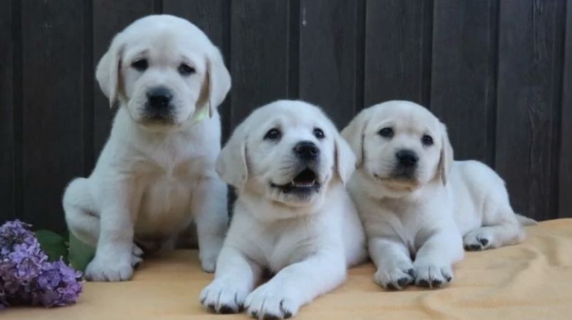 Щеночки В Продаже