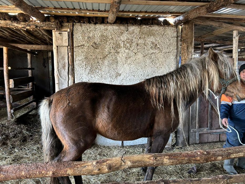 Көкжал айғыр сатылады 6жасар