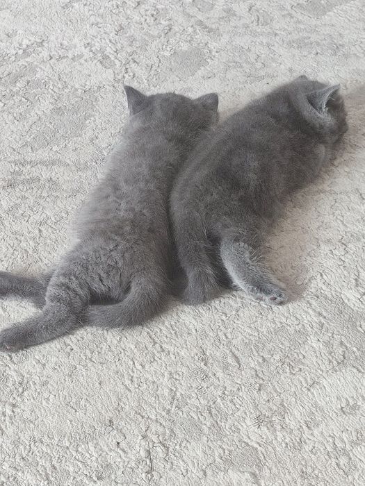 Продам британских котят.