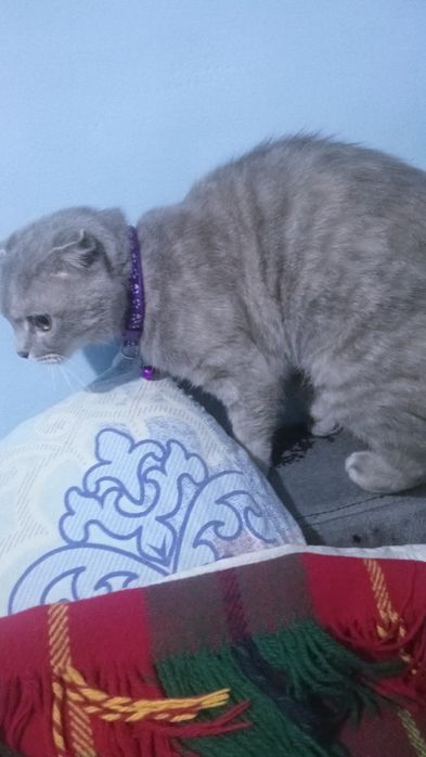 Веслаухая шотландец