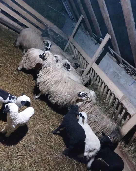 Miei de vanzare de lapte