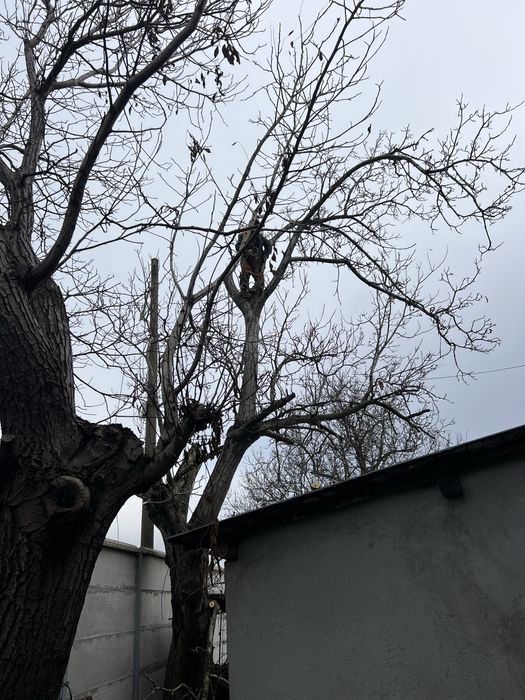 Поваляне на опасни дървета