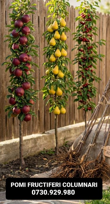 Pomi Fructiferi Columnari anul 3 calitate superioară